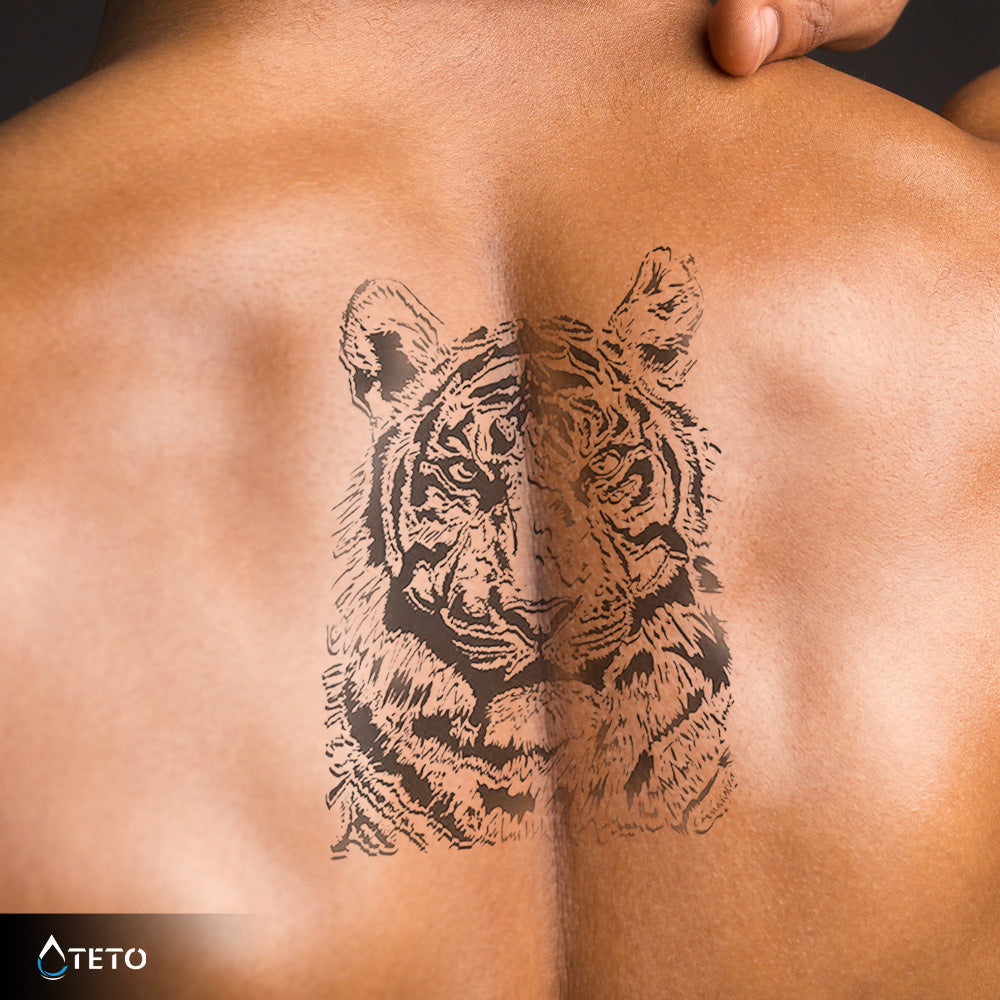 Tigre gris – Semipermanente
